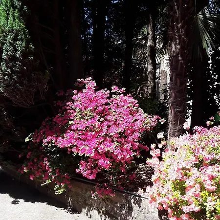 Coris Palma * Merano