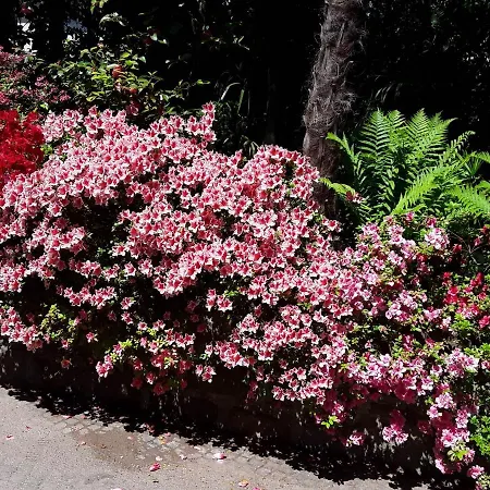 Appartamento Coris Palma *