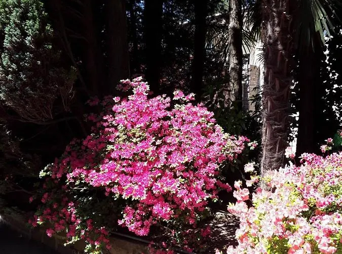 Coris Palma * ميرانو